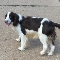 Nacho, a male English Springer Spaniel for sale in Henderson, TX – 1 of 5