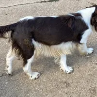 Nacho, a male English Springer Spaniel for sale in Henderson, TX – 4 of 5