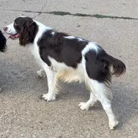 Nacho, a male English Springer Spaniel for sale in Henderson, TX – 5 of 5