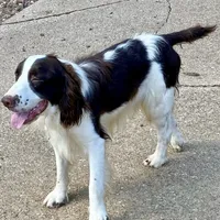 Nacho, a male English Springer Spaniel for sale in Henderson, TX – 3 of 5