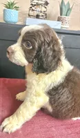 Misty, a female English Springer Spaniel for sale in Henderson, TX – 3 of 9