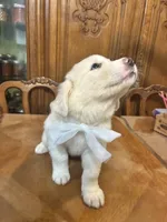 Jolene, a female Great Pyrenees for sale in Henderson, TX – 8 of 8