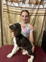 ASHTON, a male English Springer Spaniel for sale in Henderson, TX – 1 of 5