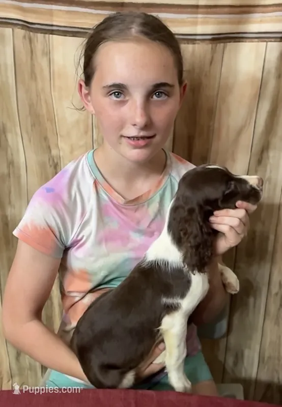 MESQUITE – English Springer Spaniel puppy for sale in Henderson, TX