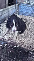 Spruce, a male English Springer Spaniel for sale in Henderson, TX – 9 of 9