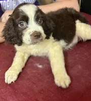 Misty, a female English Springer Spaniel for sale in Henderson, TX – 4 of 9
