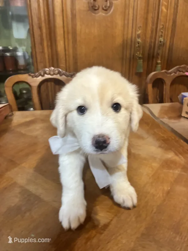 Jolene – Great Pyrenees puppy for sale in Henderson, TX