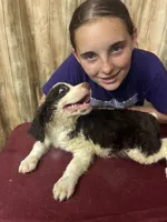 Choctaw, a male English Springer Spaniel for sale in Henderson, TX – 7 of 9
