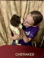 CHERAKEE , a female English Springer Spaniel for sale in Henderson, TX – 10 of 10