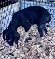 Spruce, a male English Springer Spaniel for sale in Henderson, TX – 2 of 9