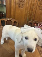 Precious , a female Great Pyrenees for sale in Henderson, TX – 9 of 10