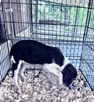 SYCAMORR, a male English Springer Spaniel for sale in Henderson, TX – 4 of 8