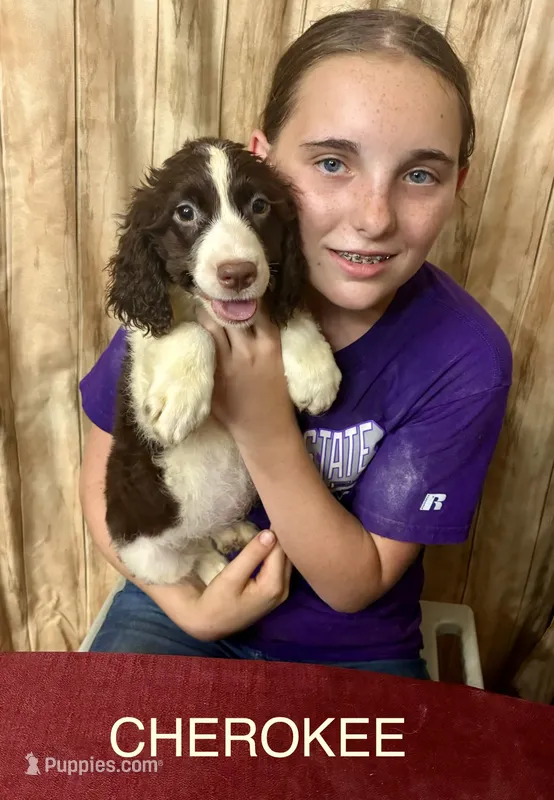 CHERAKEE  – English Springer Spaniel puppy for sale in Henderson, TX