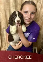CHERAKEE , a female English Springer Spaniel for sale in Henderson, TX – 9 of 10