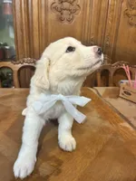 Jolene, a female Great Pyrenees for sale in Henderson, TX – 5 of 8