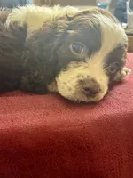Misty, a female English Springer Spaniel for sale in Henderson, TX – 6 of 9