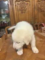 Joshua, a male Great Pyrenees for sale in Henderson, TX – 4 of 5
