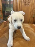 Precious , a female Great Pyrenees for sale in Henderson, TX – 8 of 10