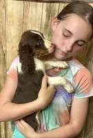 Nutmeg, a male English Springer Spaniel for sale in Henderson, TX – 8 of 10