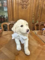 Jolene, a female Great Pyrenees for sale in Henderson, TX – 6 of 8