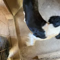 Denver, a male English Springer Spaniel for sale in Henderson, TX – 2 of 3