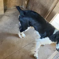 Denver, a male English Springer Spaniel for sale in Henderson, TX – 1 of 3