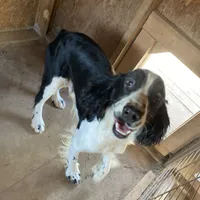 Denver, a male English Springer Spaniel for sale in Henderson, TX – 3 of 3