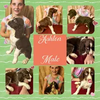 ASHTON, a male English Springer Spaniel for sale in Henderson, TX – 2 of 5