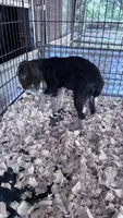 Spruce, a male English Springer Spaniel for sale in Henderson, TX – 6 of 9