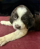 Misty, a female English Springer Spaniel for sale in Henderson, TX – 7 of 9