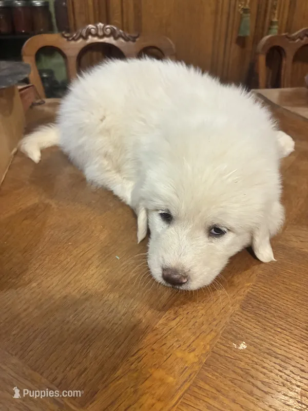 Joshua – Great Pyrenees puppy for sale in Henderson, TX