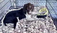 SYCAMORR, a male English Springer Spaniel for sale in Henderson, TX – 2 of 8