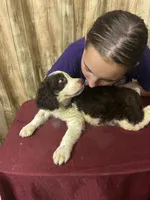Choctaw, a male English Springer Spaniel for sale in Henderson, TX – 4 of 9