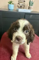 Misty, a female English Springer Spaniel for sale in Henderson, TX – 5 of 9