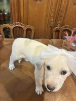 Precious , a female Great Pyrenees for sale in Henderson, TX – 3 of 10