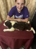 Choctaw, a male English Springer Spaniel for sale in Henderson, TX – 9 of 9