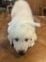 Precious , a female Great Pyrenees for sale in Henderson, TX – 2 of 10