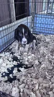 Spruce, a male English Springer Spaniel for sale in Henderson, TX – 8 of 9