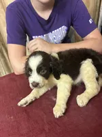 Choctaw, a male English Springer Spaniel for sale in Henderson, TX – 6 of 9