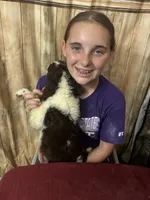 CHERAKEE , a female English Springer Spaniel for sale in Henderson, TX – 3 of 10