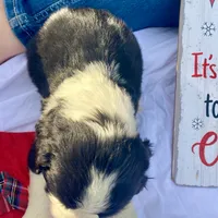 Chris Tomlin, a male English Springer Spaniel for sale in Henderson, TX – 10 of 10
