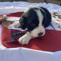 Chris Tomlin, a male English Springer Spaniel for sale in Henderson, TX – 3 of 10