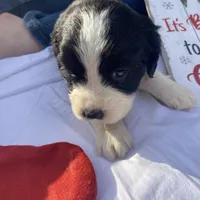 Chris Tomlin, a male English Springer Spaniel for sale in Henderson, TX – 6 of 10