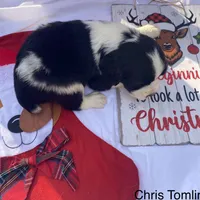 Chris Tomlin, a male English Springer Spaniel for sale in Henderson, TX – 2 of 10