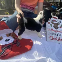 Chris Tomlin, a male English Springer Spaniel for sale in Henderson, TX – 5 of 10