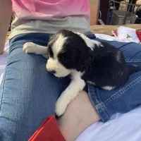 Chris Tomlin, a male English Springer Spaniel for sale in Henderson, TX – 9 of 10