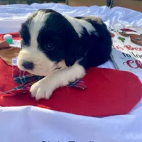 Chris Tomlin, a male English Springer Spaniel for sale in Henderson, TX – 1 of 10