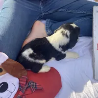 Chris Tomlin, a male English Springer Spaniel for sale in Henderson, TX – 8 of 10