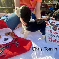 Chris Tomlin, a male English Springer Spaniel for sale in Henderson, TX – 4 of 10