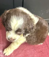 Misty, a female English Springer Spaniel for sale in Henderson, TX – 9 of 9